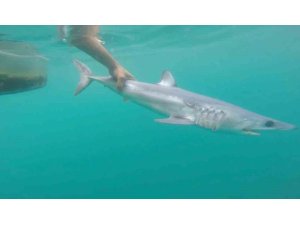 Tatilcileri rahatlatan açıklama: "Türkiye’deki denizler, köpek balığı riski açısından çok güvenli"