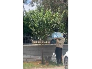 Güvenlik görevlisi oğul veren arıları kovana aldı