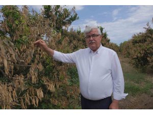 Mersin’deki zirai donun olumsuz etkileri sürüyor