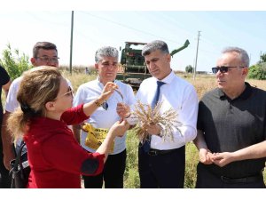 Mersin’de yerli buğdayın hasadı gerçekleştirildi