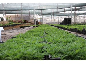 Alanya Belediyesi arife günü mezarlıklarda çiçek dağıtacak