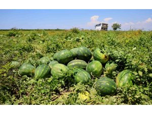 Hasadı süren karpuzun kilosu 9-10 liraya geriledi