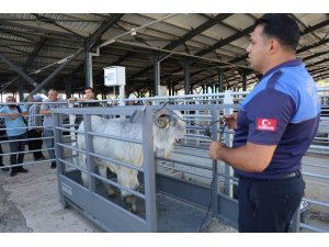 Pazarın en ağırı 153 kiloluk teke dikkat çekti