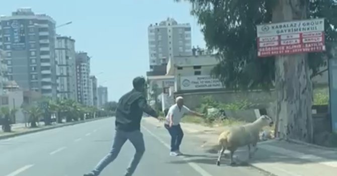 Adana’da kaçan koyun ve keçiler sahiplerini peşlerinden koşturdu