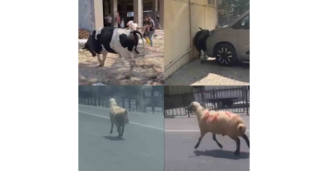 Kurbanlıklar firarda