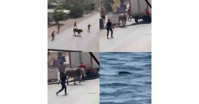 Kaçan boğa ortalığı bir birine kattı, diğeri ise denizde telef oldu
