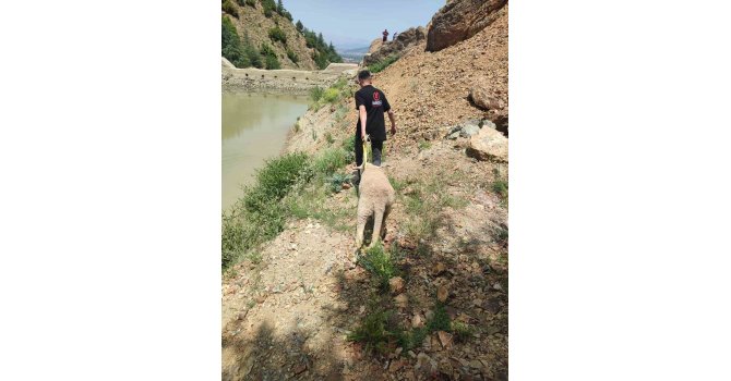 Dağlık alanda mahsur kalan kurbanlık koyunu ekipler kurtardı