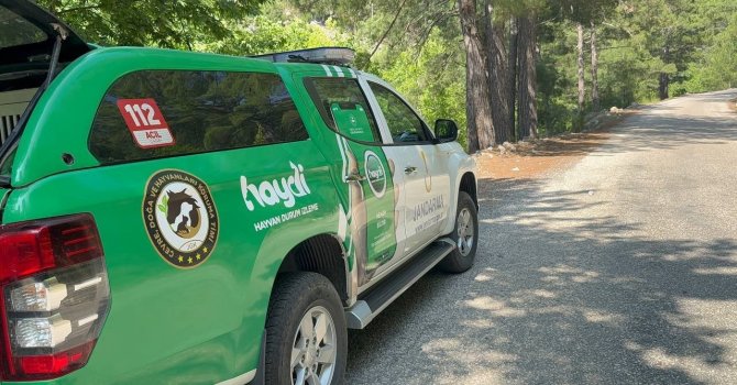 Yayla yolunda kaybolan yaşlı adam 300 kişilik ekiple aranıyor