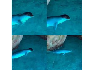 Tatilciler, mağarada Akdeniz fokuyla karşılaştı