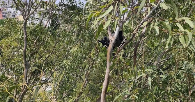 Arsuz’da ayağına ip dolaşan karganın yardımında itfaiye yetişti