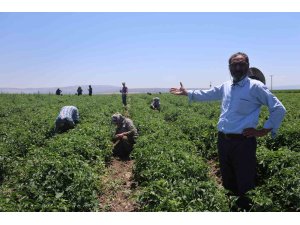 Tarım işçileri kavurucu sıcakta 800 TL yevmiyeyle zorlu mesaiyi sürdürüyor