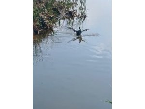 Isparta’da yaralı bulunan bahri kuşu tedavisinin ardından doğaya salındı