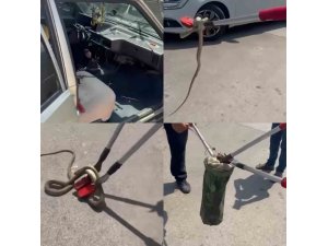 Hastane bahçesindeki otomobilden yılan çıktı