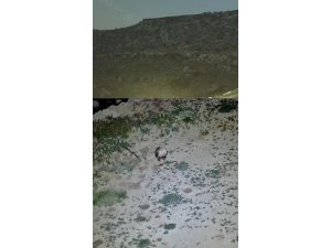 Yayladaki evin bahçesi yabani hayvanların mekanı oldu