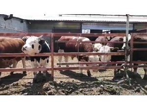 7 hisseli kurbandan umre  ziyareti çıktı çifte bayram yaşadı