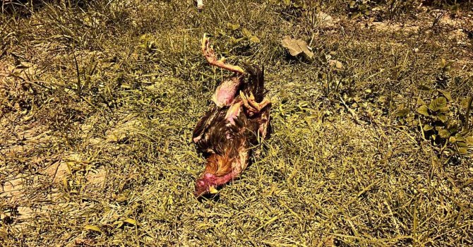 Kazada telef olan horoz için kalp masajı yaptı