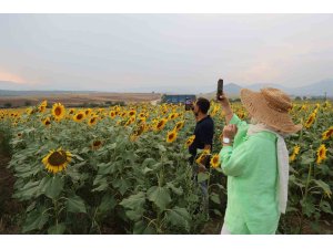 Ayçiçek tarlaları özçekim alanına dönüştü