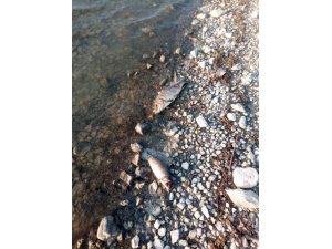 Eğirdir Gölü’nde yüzlerce sazan balığı ölü bulundu