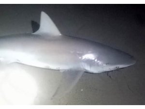 Amatör oltacı kıyıdan 2 köpek balığı yakaladı: Heyecanlı anlar kamerada