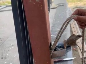 Mahsur kalan kuş demir direk kesilerek kurtarıldı