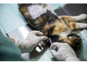 Mersin’deki kedi popülasyonu kısırlaştırma merkezi ile dengeleniyor