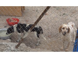 Gönüllüler hasta ve yaşlı sokak hayvanları için koruma alanı yaptı