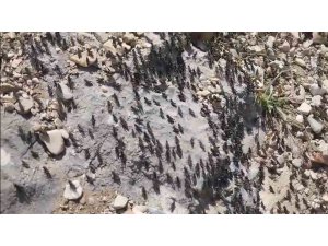 Antalya Gelesandra Yaylası’nda çekirge istilası