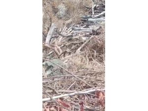 Hatay’da çiftleşen yılanlar kameraya yakalandı