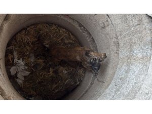 Antakya’da kuyuya düşen köpeği itfaiye kurtardı