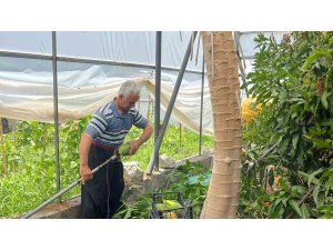 Alanya’da papaya hasadı başladı, kilosu 100 liraya kadar alıcı buluyor