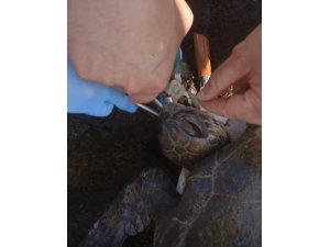 Misina yutan caretta ekiplerin müdahalesiyle hayata döndü