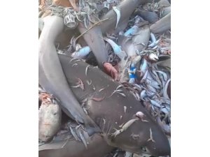 Mersin Valiliğinden köpek balığı açıklaması