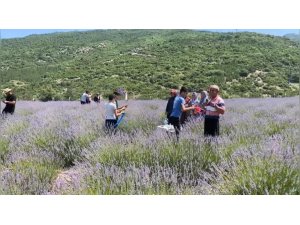 Bakımı yapılan lavanta bahçesi kadın elinde yeniden hayat buldu