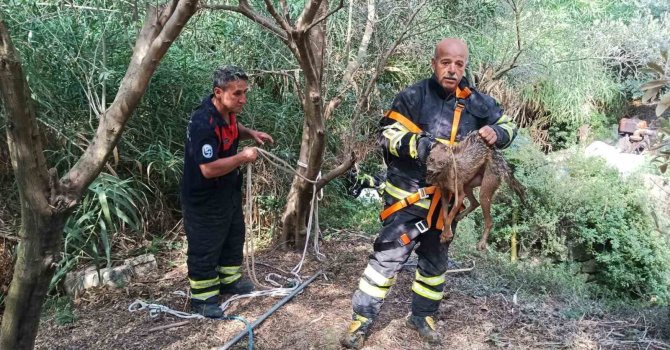 Kuyuya düşüp mahsur kalan çakal kurtarıldı