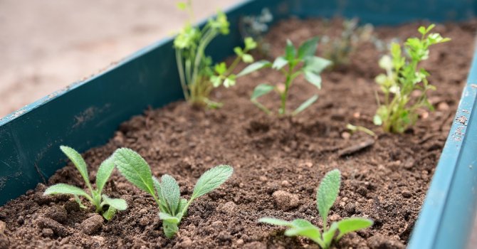 Balkon bahçeciliğinde 2’nci etap