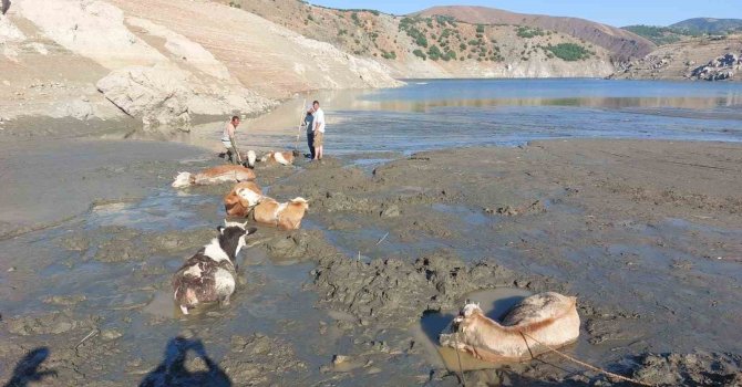 Bataklığa saplanan 6 inek kurtarıldı