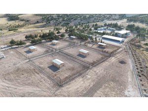 Burdur’da sahipsiz hayvanlar için modern rehabilitasyon ve doğal yaşam tesisi açıldı