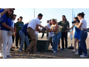 Uydu cihazı takılan kaplumbağa ’Atlas’ denize bırakıldı