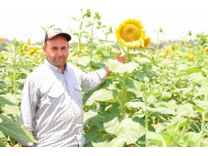 Sarının en güzeli: Ayçiçeği tarlaları görsel şölen sunuyor
