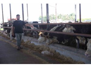 Besicinin ceylan gibi koşuyorlar dediği 300 bin TL değerindeki 3 angus sevkiyat esnasında kaçarak sırra kadem bastılar