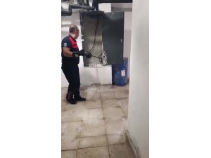 Kazan dairesinde yılan paniği