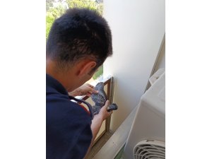 Yavru güvercinlere hayat kurtaran müdahale