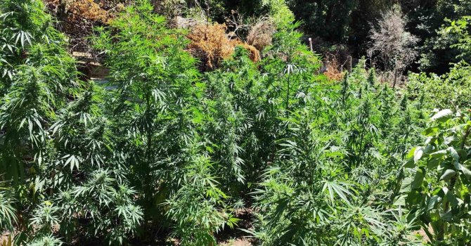 Kenevir bahçesine çevirilen eve jandarmadan operasyon: 1 gözaltı