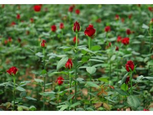 Üreticileri, ithal edilen güle ek gümrük vergisi istedi