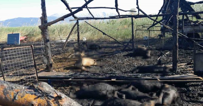 Senirkent’te besihanede çıkan yangında çok sayıda koyun telef oldu