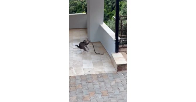 Alanya’da yılana kafa tutan kedi