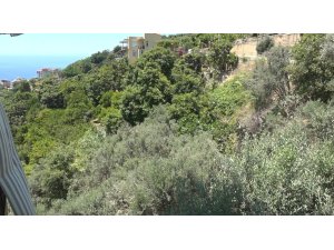 Alanya’da apartmana giren yılana kafa tutan sokak kedisi evin bekçisi oldu