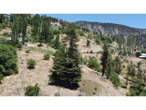 Sedir ağacına ’masal diyarı’ evi yaptılar