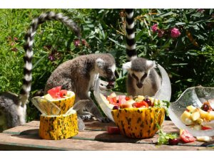 Antalya’da sıcaktan etkilenen hayvanlara buzlu meyve kokteyli