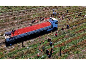 Domatesin tarlada kilogram fiyatı 3 liraya kadar düştü